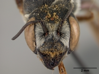 Megachile inimica, female, face