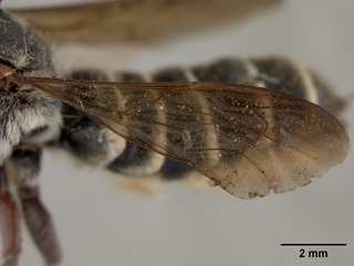 Megachile inimica, female, wing