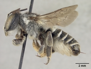 Megachile integrella, female, side
