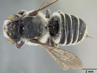 Megachile integrella, female, top