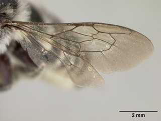 Megachile integrella, female, wing