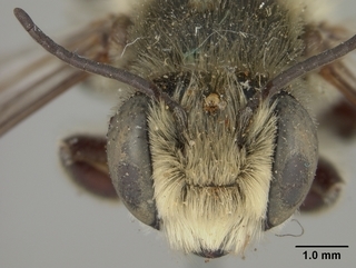 Megachile mendica, male, face
