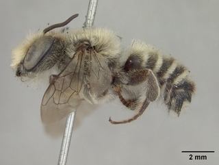 Megachile mendica, male, side