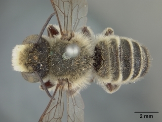 Megachile mendica, male, top