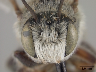 Megachile mucorosa, male, face