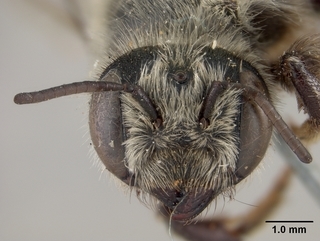 Megachile oslari, female, face