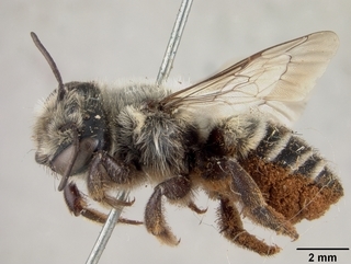 Megachile oslari, female, side