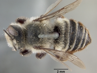 Megachile oslari, female, top