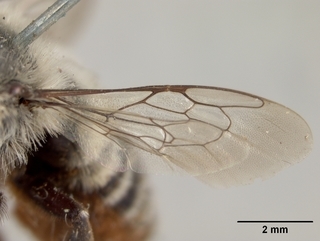 Megachile oslari, female, wing