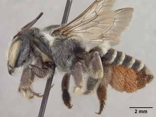Megachile parksi, side