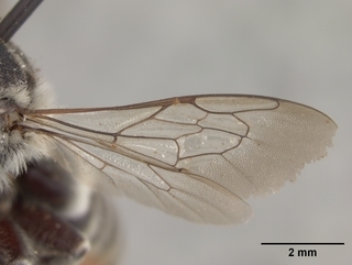 Megachile parksi, wing