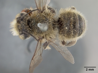 Megachile perihirta, male, top