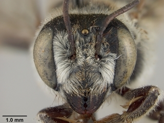 Megachile sabinensis, female, face