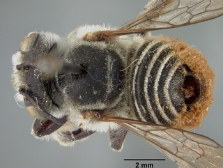 Megachile sabinensis, female, top