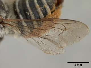Megachile sabinensis, female, wing
