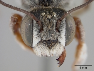 Megachile spinotulata, male, face