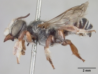 Megachile spinotulata, male, side