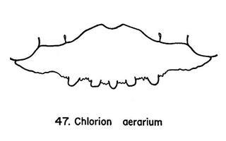 Chlorion aerarium, clypeus, female