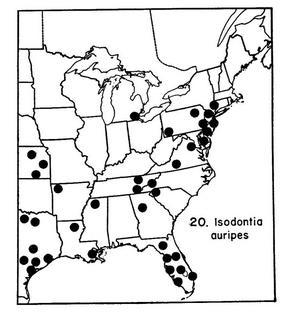 Isodontia auripes, map