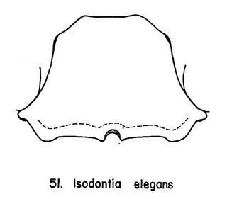 Isodontia elegans, clypeus, female