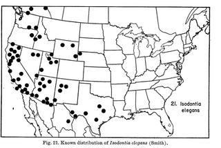 Isodontia elegans, map