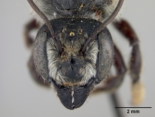 Megachile ingenua, female, face