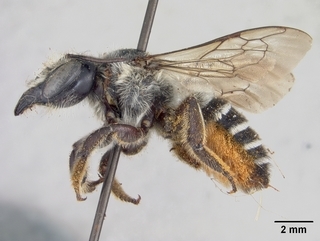 Megachile ingenua, female, side