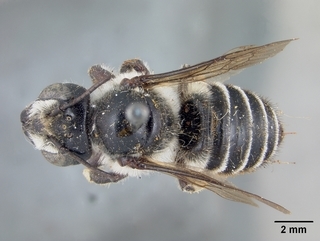 Megachile ingenua, female, top