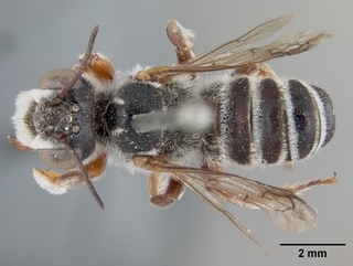 Megachile spinotulata, male, top