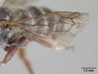 Megachile spinotulata, male, wing