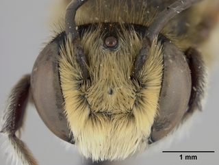 Megachile timberlakei, male, face