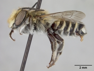 Megachile timberlakei, male, side