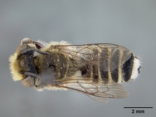 Megachile timberlakei, male, top