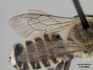 Megachile timberlakei, male, wing