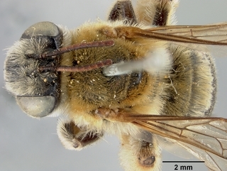 Melissodes thelypodii, female, top