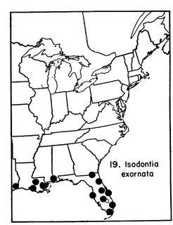 Isodontia exornata, map