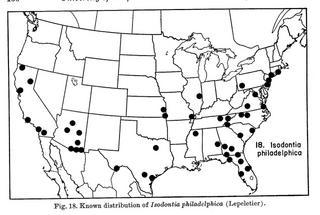 Isodontia philadelphica, map