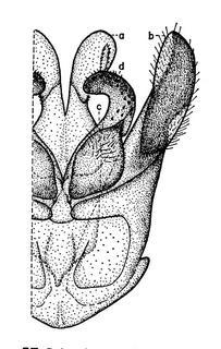 Palmodes californicus, genitalia, male