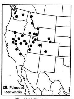 Palmodes laeviventris, map