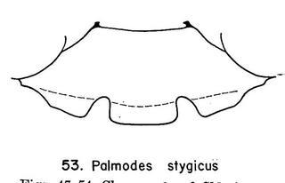 Palmodes stygicus, clypeus, female