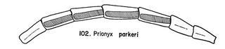 Prionyx parkeri, antennae, male