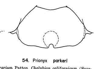 Prionyx parkeri, clypeus, female