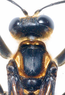 Sphex habenus, male, thorax