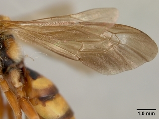 Nomada affabilis, female, wing