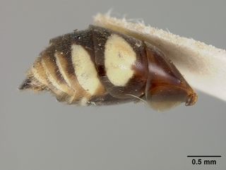 Nomada aquilarum, male, abdomen