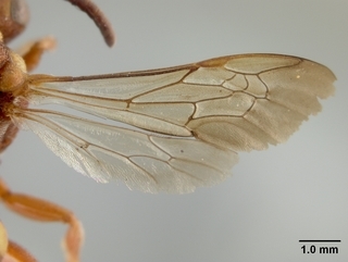 Nomada belfragei, female, wing