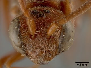 Nomada erythrochroa, female, face