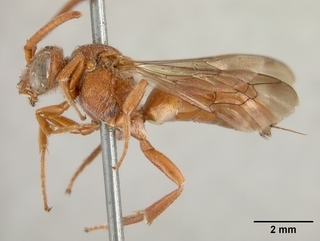 Nomada erythrochroa, female, side