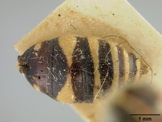 Nomada scitiformis, male, abdomen