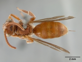 Nomada erythrochroa, female, top